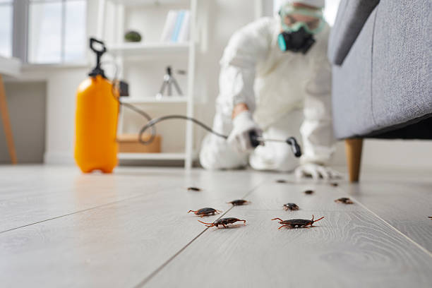 Post-Treatment Bed Bug Interceptor Monitoring in River Road